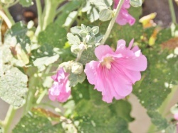 Photo paysage et monuments, Bouteilles-Saint-Sébastien - fleurs