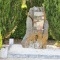 Photo Sencenac-Puy-de-Fourches - le monument aux morts