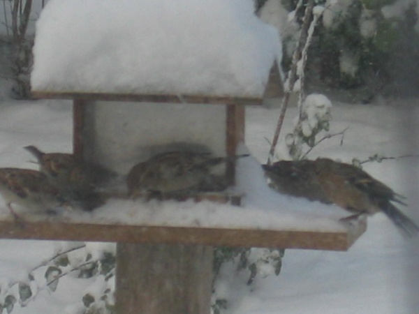 Nos amis les oiseaux