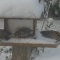 Photo Le Bélieu - Nos amis les oiseaux