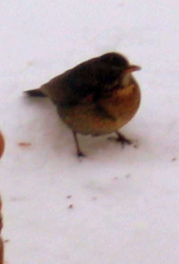 Les petits oiseaux du ciel