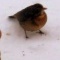 Photo Le Bélieu - Les petits oiseaux du ciel