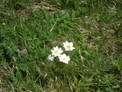 Photo faune et flore, Longevilles-Mont-d'Or - PULSATILE DES ALPES