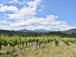 Photo paysage et monuments, Barsac - les vignes