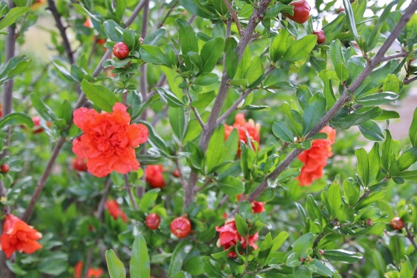 Photo Bren - les Fleurs