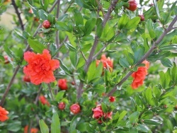 Photo paysage et monuments, Bren - les Fleurs