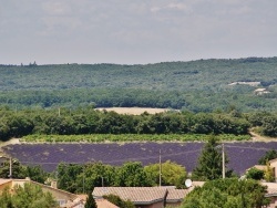 Photo paysage et monuments, Grignan - Grignant et ses champs de Lavande