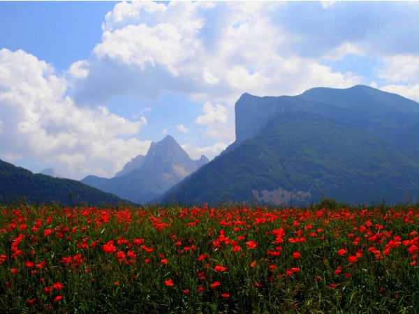 Photo Lus-la-Croix-Haute - Dites-le avec des fleurs