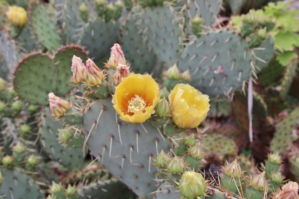 la cactus