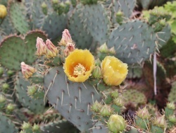 Photo paysage et monuments, Montélier - la cactus