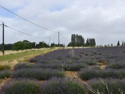 Photo paysage et monuments, Montélier - lavande