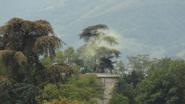 Photo Ponsas - Nuage de pollen sur les grands cèdres