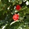 Photo Rochefort-Samson - les fleurs