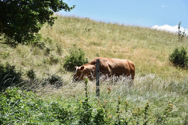 Photo Saint-Andéol - la vache