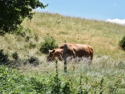 Photo paysage et monuments, Saint-Andéol - la vache