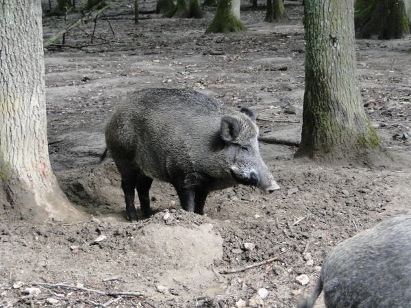 Photo Le Fidelaire - 140 kg a trouver