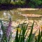Photo Giverny - Giverny.27-Fondation Claude Monet.Le bassin aux nymphéas.2.