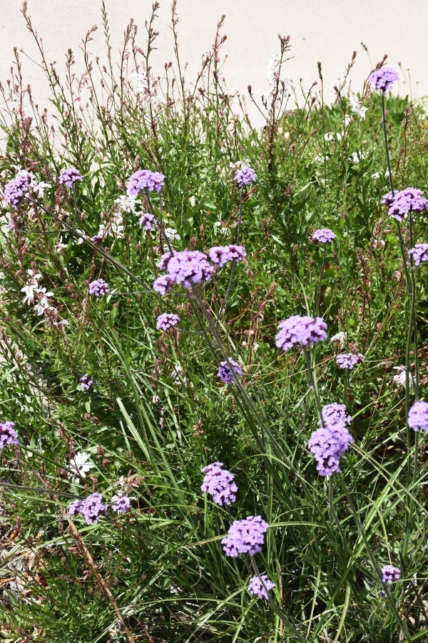 les fleurs