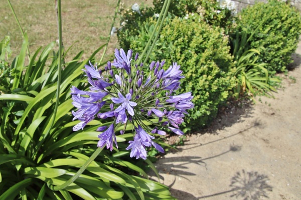 Photo Plobannalec-Lesconil - les fleurs