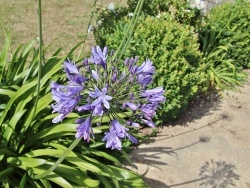 Photo paysage et monuments, Plobannalec-Lesconil - les fleurs