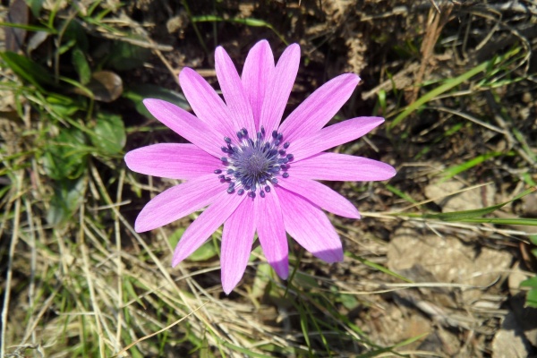 Photo Cervione - Fleurs de mars - malheureusement j'ignore comment elle s'appelent (1)