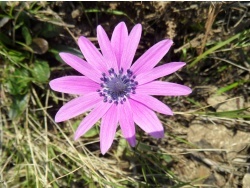 Photo faune et flore, Cervione - Fleurs de mars - malheureusement j'ignore comment elle s'appelent (1)