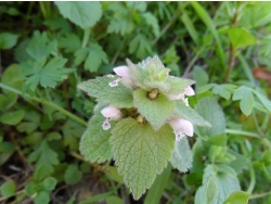 Photo faune et flore, Cervione - Ortie blanche, connue aussi comme Lamier Blanc