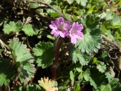 Photo faune et flore, Cervione - Géranium fluet