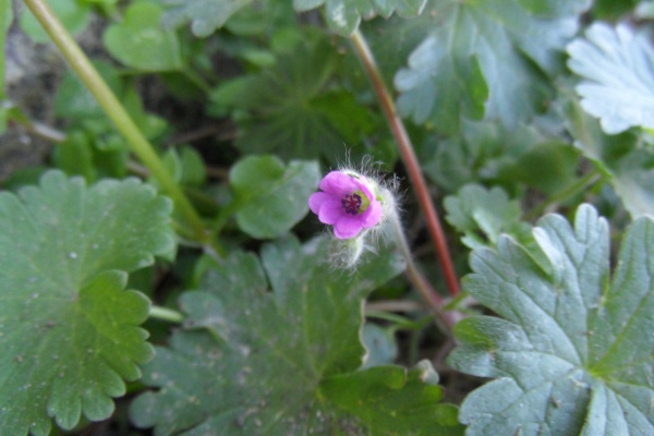 Photo Cervione - Géranium fluet.