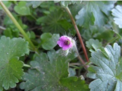 Photo faune et flore, Cervione - Géranium fluet.