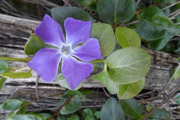 Photo Cervione - La fleur bleu de la petite pervenche