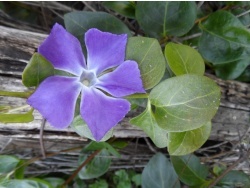 Photo faune et flore, Cervione - La fleur bleu de la petite pervenche