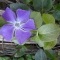 Photo Cervione - La fleur bleu de la petite pervenche