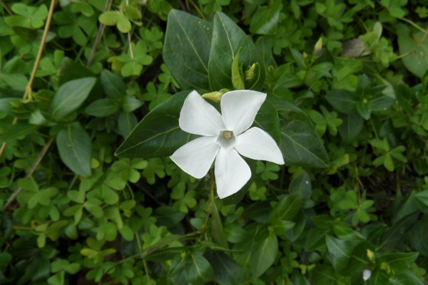 Photo Cervione - La fleur blanche de la petite pervenche