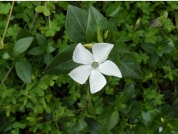 Photo faune et flore, Cervione - La fleur blanche de la petite pervenche