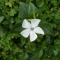 Photo Cervione - La fleur blanche de la petite pervenche