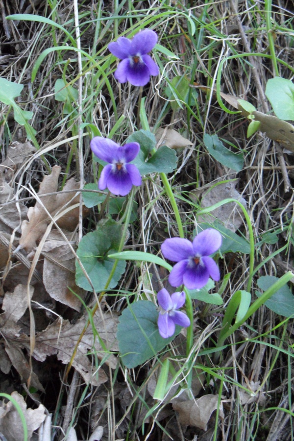 Photo Cervione - Viulette