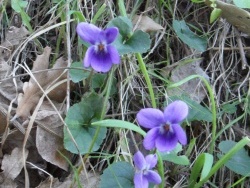 Photo faune et flore, Cervione - Viulette