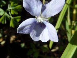 Photo faune et flore, Cervione - Viulette