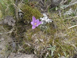 Photo faune et flore, Cervione - Zafranu Corsu