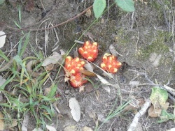 Photo faune et flore, Cervione - Cytinet