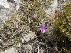 Photo faune et flore, Cervione - U Zafranu