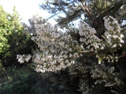 Photo faune et flore, Cervione - Scopa (la bruyère)