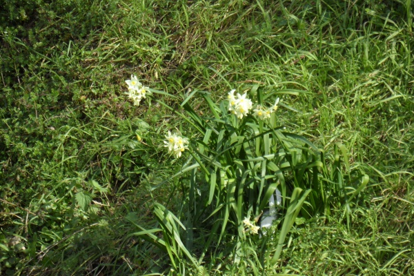 Photo Cervione - u Fiore d’anghjulu (la narcisse)