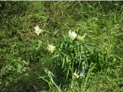 Photo faune et flore, Cervione - u Fiore d’anghjulu (la narcisse)