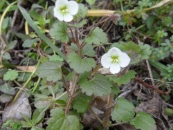 Photo faune et flore, Cervione - A Veronica (Veronique de Cymbalaria)