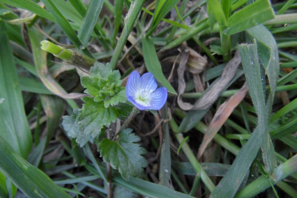 Photo Cervione - a Veronica (Veronique de Perse)