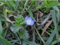 Photo faune et flore, Cervione - a Veronica (Veronique de Perse)