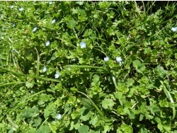 Photo faune et flore, Cervione - a Veronica (Veronique de Perse)