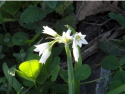 Photo faune et flore, Cervione - e Sambule